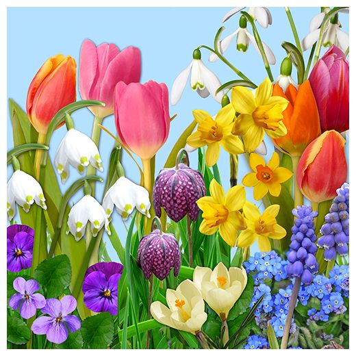 Serviete, 3-slojne zložene 1/4 33 cm x 33 cm "Flowers of Spring" 1