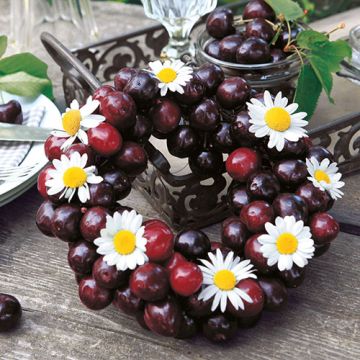 Serviete, 3-slojne zložene 1/4 33 cm x 33 cm "Sweet Cherries"